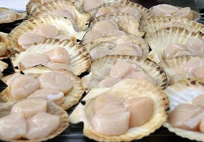 Sea Scallops Near You