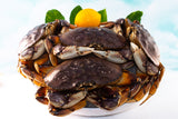 Live Dungeness Crabs for Sale