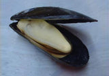 Live Petite Pacific Mussels