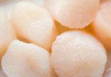 Fresh Giant Sea Scallops