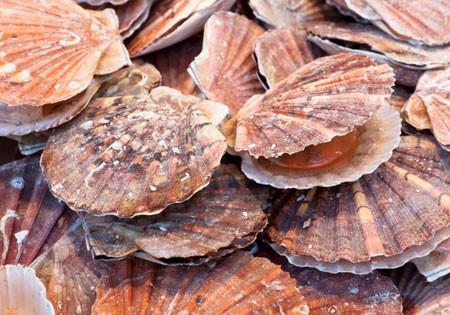Everything You Need to Know About Scallops