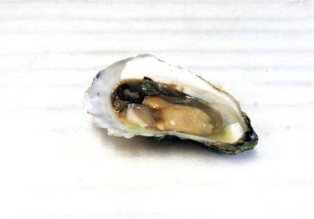 Everything You Need to Know About Blue Point Oysters
