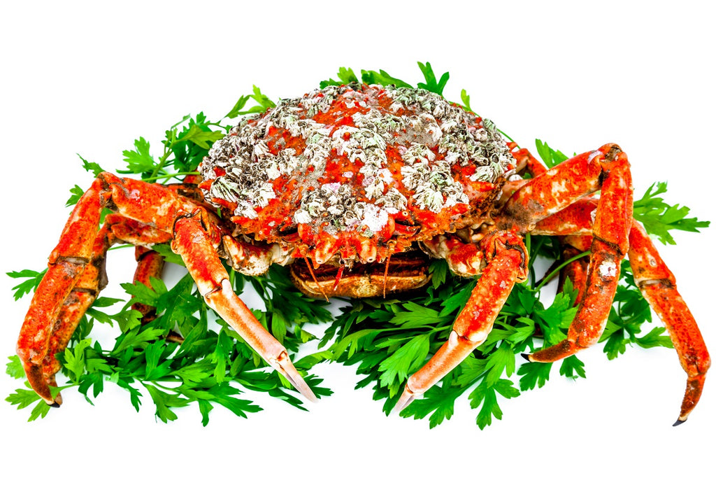 How to Prepare Live Dungeness Crab