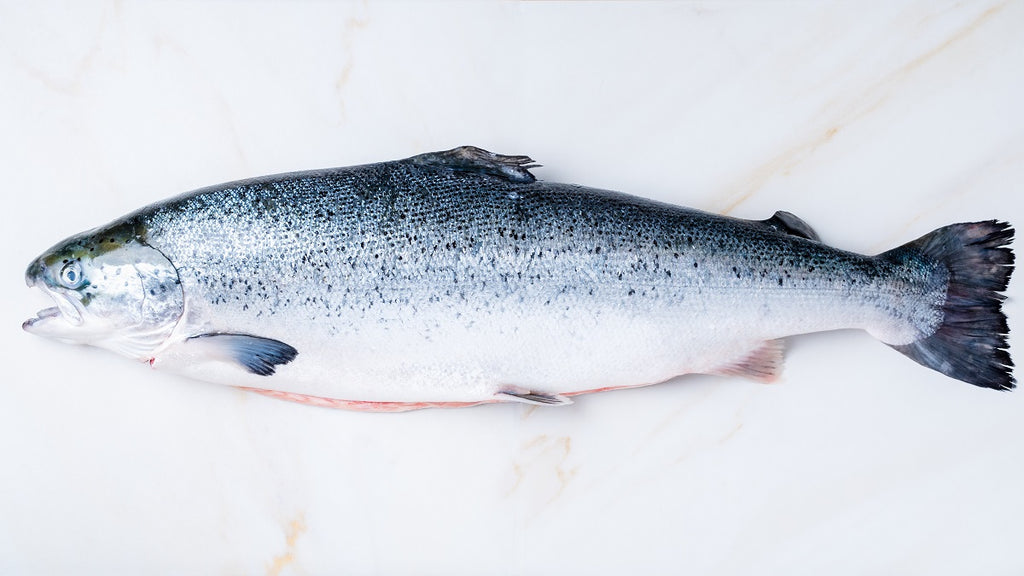 Enjoy a Delicious Teriyaki Salmon Recipe Tonight