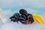 Live Petite Pacific Mussels