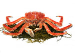 Live Alaskan King Crab