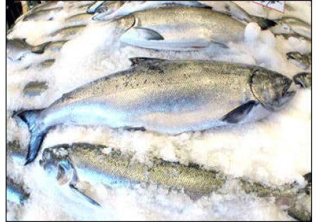 King Salmon Fillet with FREE Dozen Ca Miyagi Oysters per lb