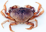 Live Dungeness Crabs for Sale