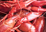 Live Pacific Red Crawfish