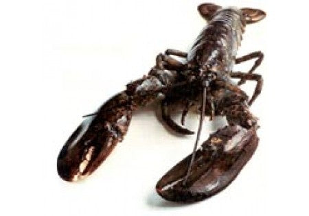 Live New England Homarus Lobster