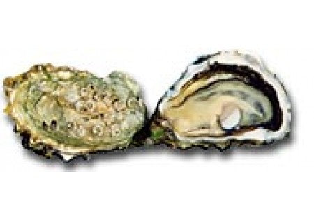 Penn Cove Select Oysters - Penn Cove WA